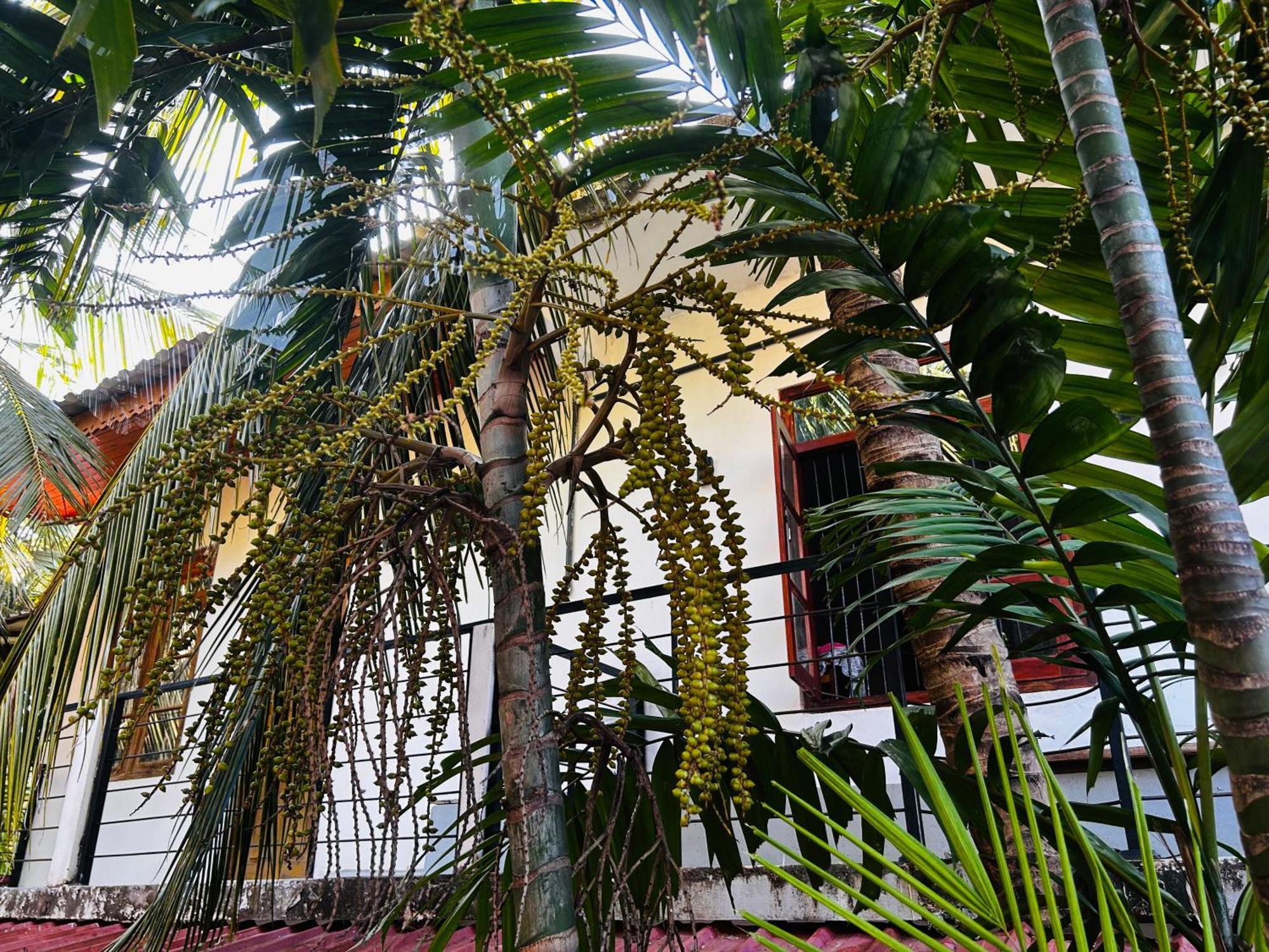 Pearl Bungalow Тринкомале Екстериор снимка